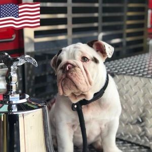 Meet your Posher, Carol